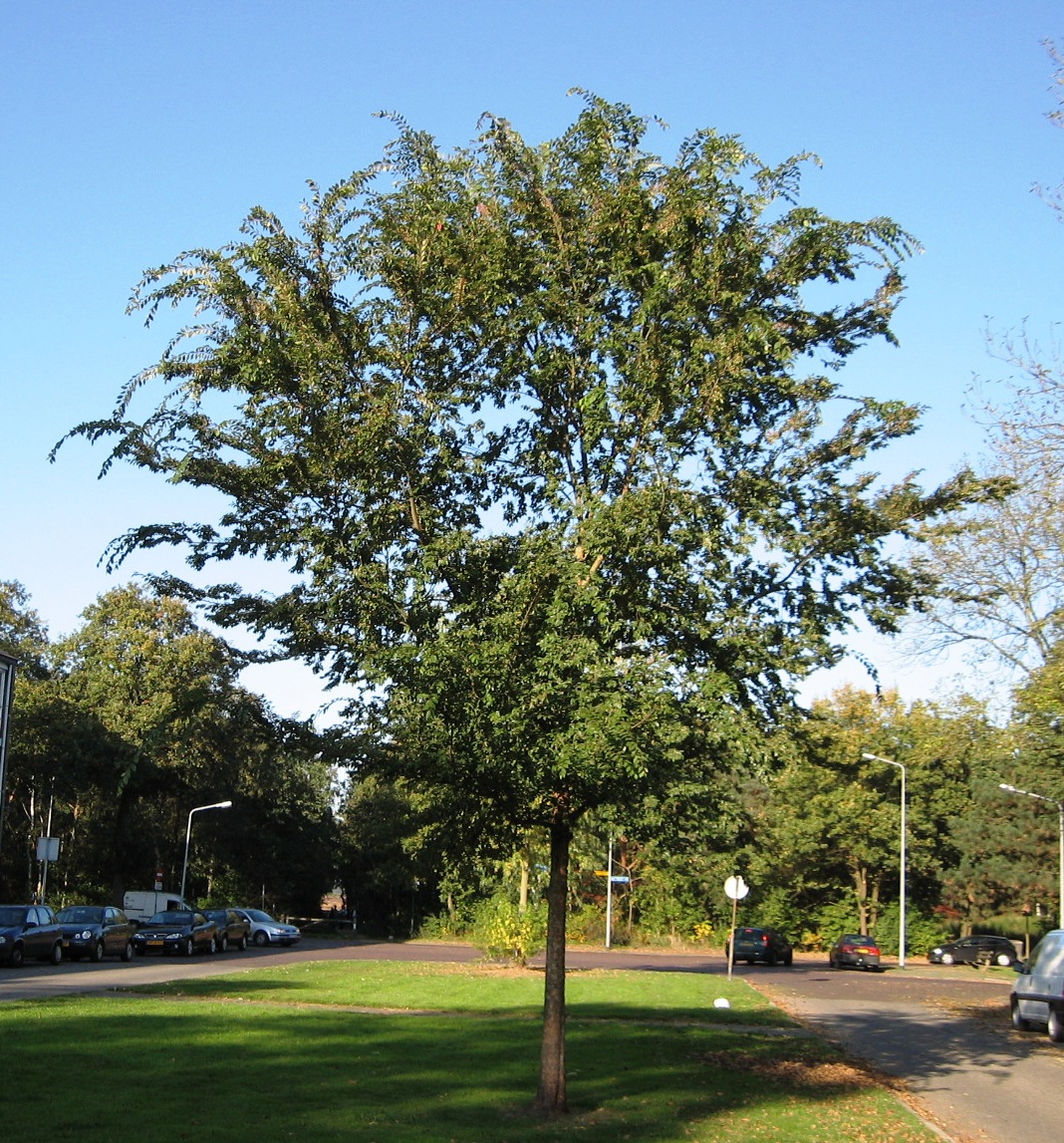 <p><em>Ulmus parvifolia</em>, Chinese Elm, Ulmaceae</p>