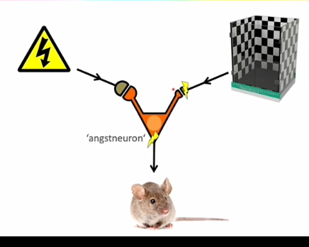 <p>neuron met 2 dendrieten met allebei 1 synaps </p><p></p><p>sterke synaps = makkelijk doorgegeven</p><p>zwakke synaps = inefficient </p><p></p><p>angst neuron </p><ul><li><p>schrok = sterk</p></li><li><p>kooi = zwak</p></li></ul><p>komen precies tegelijk actief!!</p><p></p><p>wordt synaps sterker == kooi sterk</p><p>== geheugen, = volgende keer kooi meteen schrok</p><p></p>