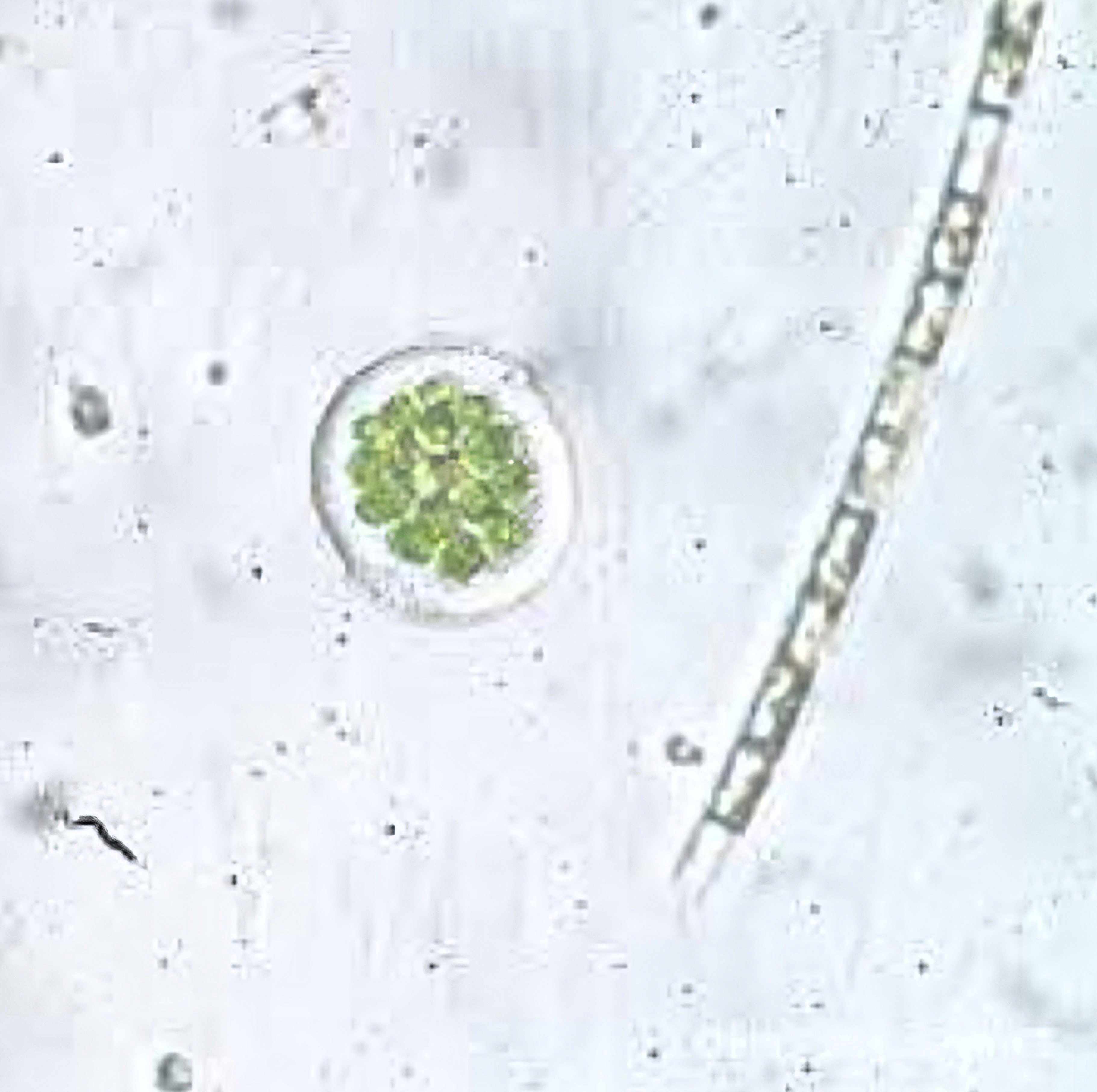 <p>Phylum: Chlorophyta</p><p>Ecological importance:&nbsp;</p><p>It is cosmopolitan in fresh waters. Used in experimental ecology and water quality assessments.</p>