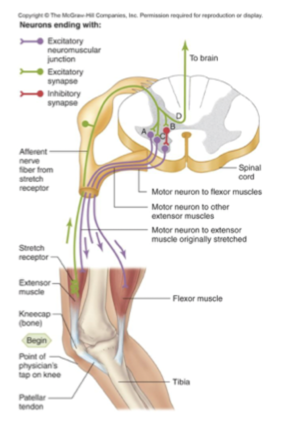 <ul><li><p>At peripheral nerve </p></li><li><p>Peripheral sensory receptor senses muscle stretch bc it has ion channels </p></li><li><p>if muscle is stretched <strong>APs</strong> are generated and conducted to <strong>output zone which is in the PeripheralNS </strong></p></li><li><p>cell in the PNS is brought to <strong>threshold</strong>= <strong>efferent axon sends signal</strong> to muscle= <strong>muscle contracts</strong></p></li></ul><p></p>