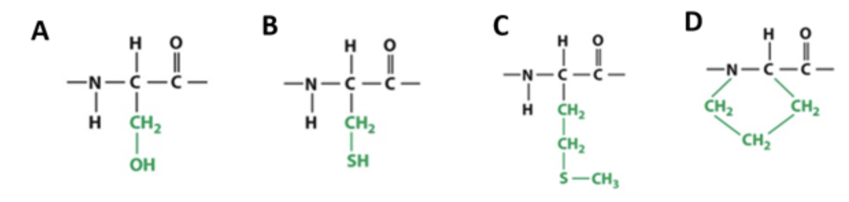 <p><span>Which of the amino acids depicted below can form a disulfide bond:</span></p>