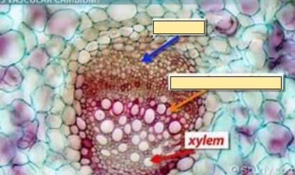 <p>Xylem</p>