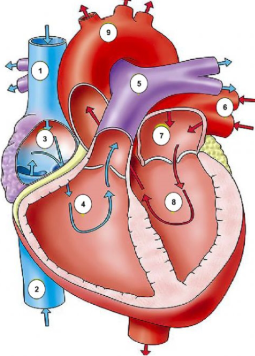 <p>Pulmonary circuit&nbsp;</p>