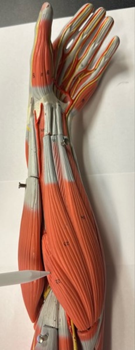 <p>What are the (3) attachments of the Pronator Teres?</p>