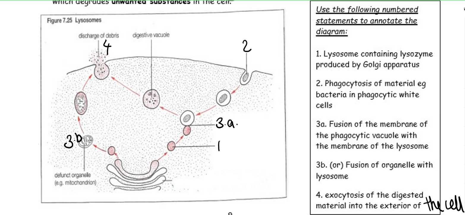 <p>a vesicle with a specific function, formed by Golgi, remain in cell, contain hydrolytic (destructive) enzyme- lysozyme, degrades unwanted substances in the cell</p>
