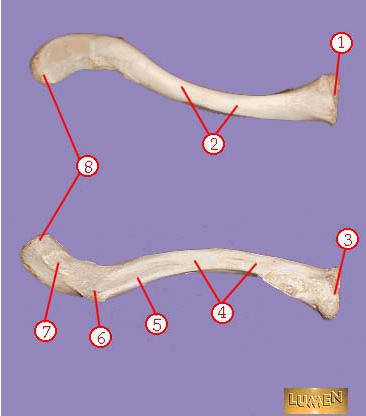 <p><span>Identify bone marking number 1.&nbsp;</span></p>