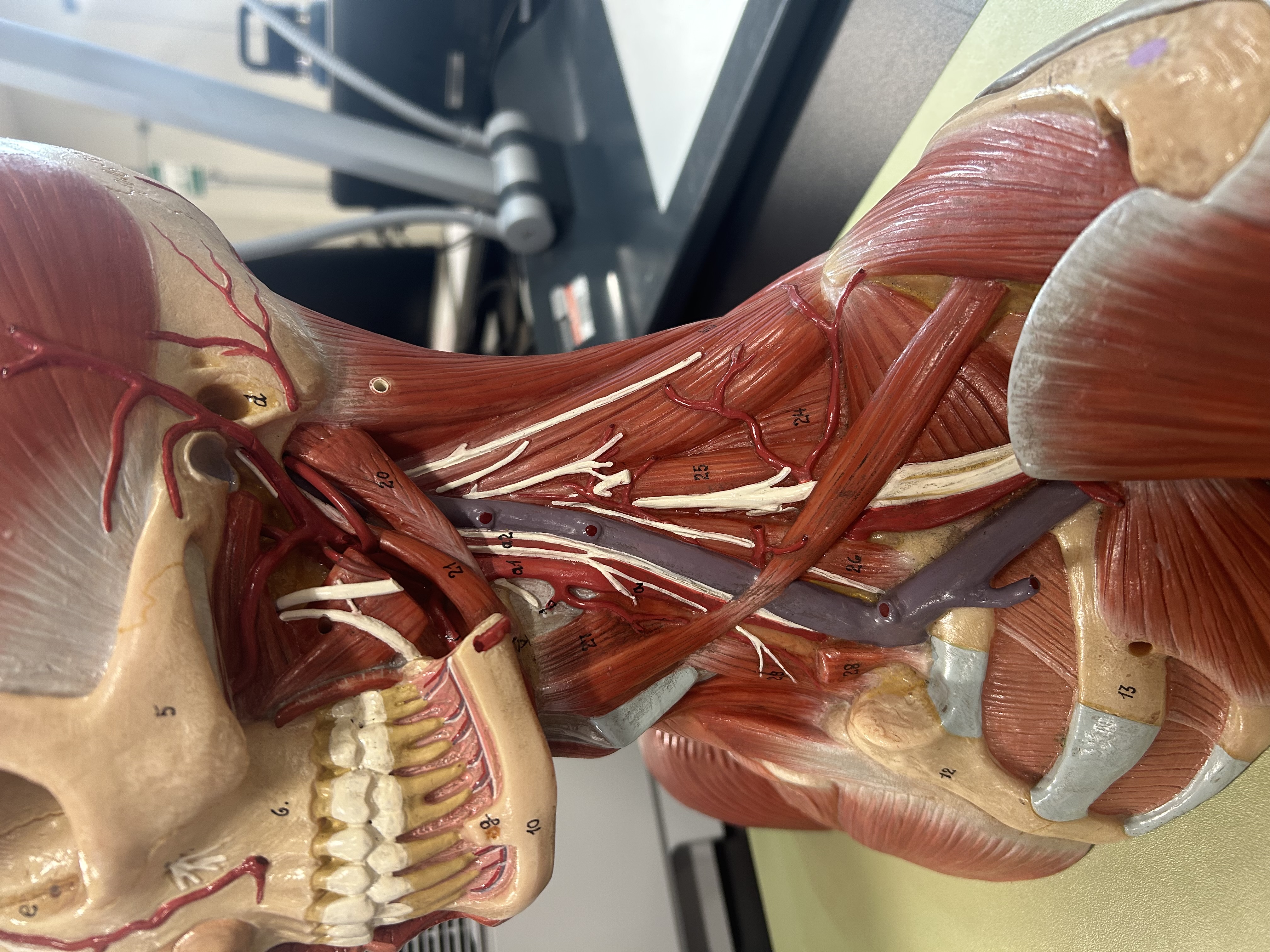 <p>What is the function of the muscle just above muscle 21?</p>