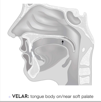 <p>tongue body on/near soft palate</p>