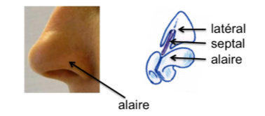 <p>Latéral (pair), septal (impaire et médian), alaire (pair)</p>