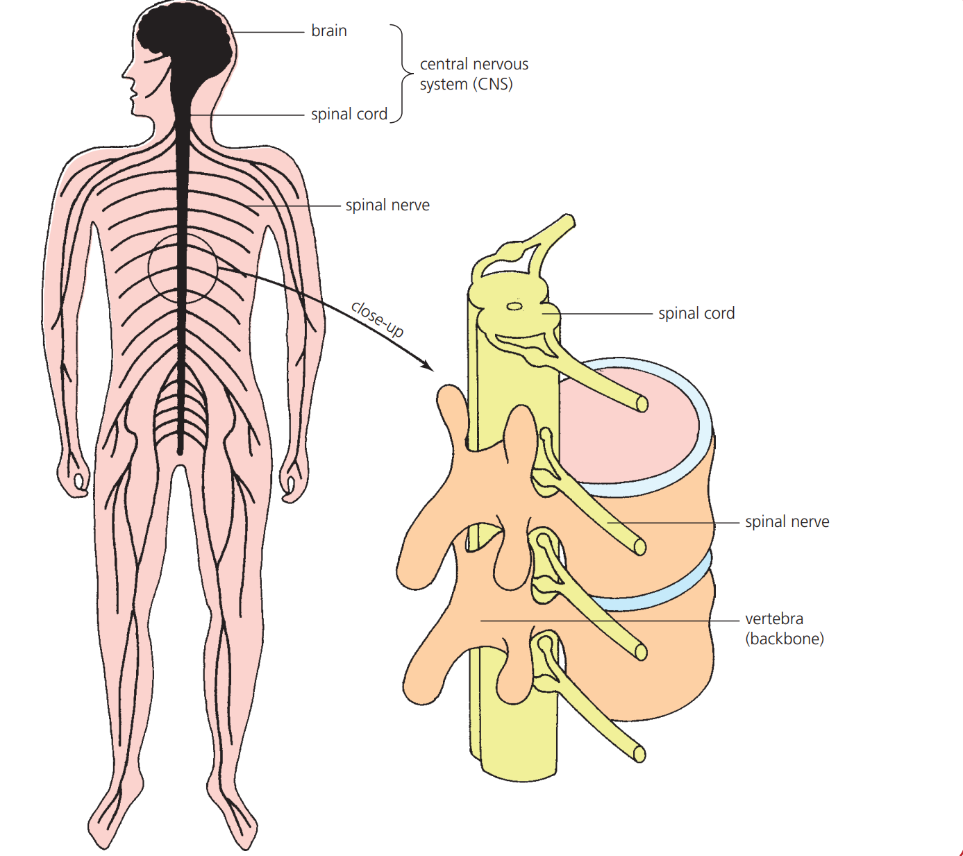 <p>The nerves attached to the organs make sure that there is good  cooperation with all body parts</p>