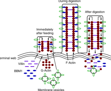 <ul><li><p>begins after onset of feeding</p></li><li><p>involves structural proteins <strong>actin </strong>and <strong>villin</strong></p></li><li><p>5-fold increase in <strong>villi </strong>and apical surface area during digestion</p></li></ul><p></p>