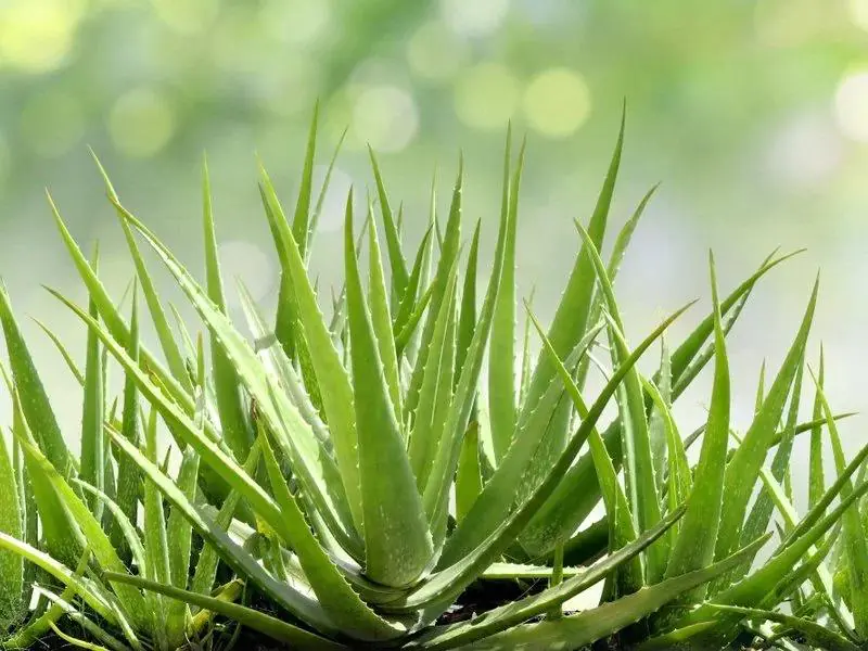<p>aloe, es, f</p>