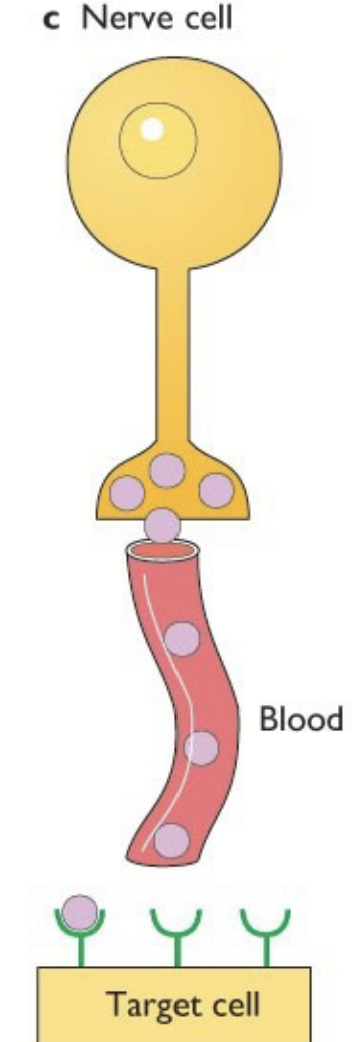 <p>Synthesized by nervous tissue and carried in the blood. Neurohormone released by neuron and transferred in blood.</p>