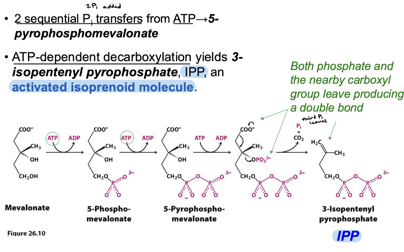 <p>Mevalonate is converted to high-energy isoprene intermediates.</p><ol><li><p>Pi transfer from ATP to yield 5-phosphomevalonate.</p></li><li><p>Pi transfer from ATP to yield 5-pyrophosphomevalonate</p></li><li><p>ATP-dependent decarboxylation yields 3-isopentenyl pyrophosphate (IPP), an activated isoprenoid molecule.</p></li></ol><p></p>