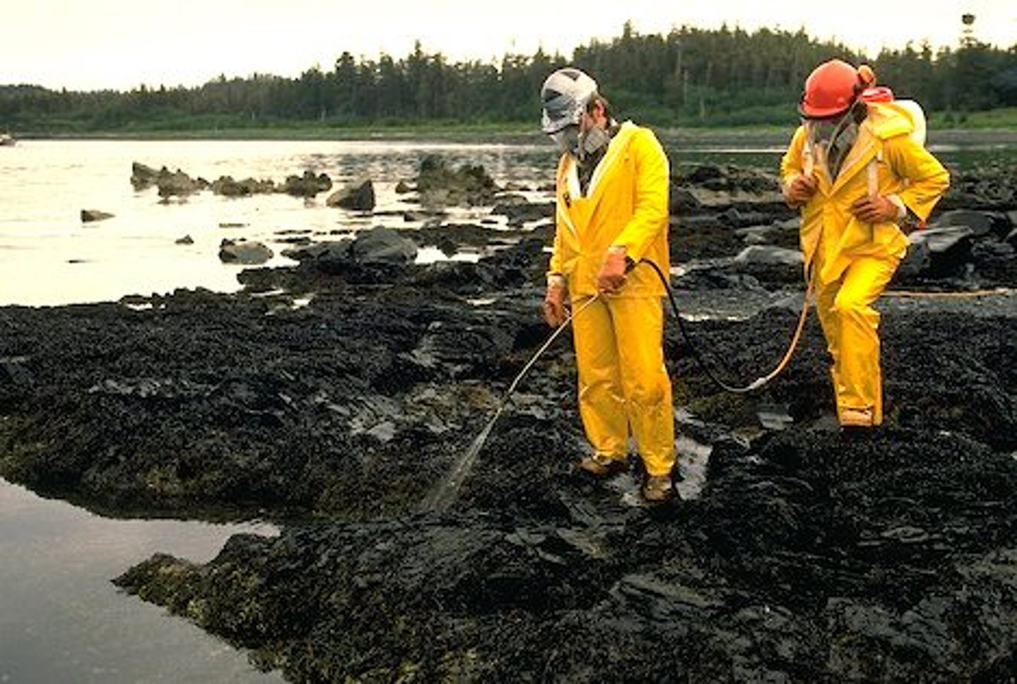 <p>Method to clean up toxic chemicals by adding bacteria to a spill site</p>