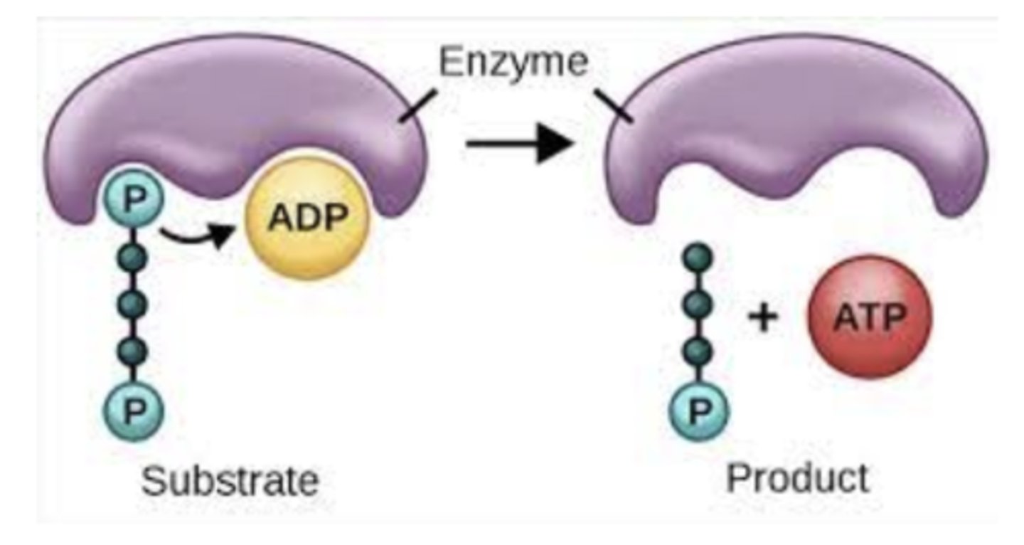 <p>a substance on which and enzyme acts during a chemical reaction.</p>