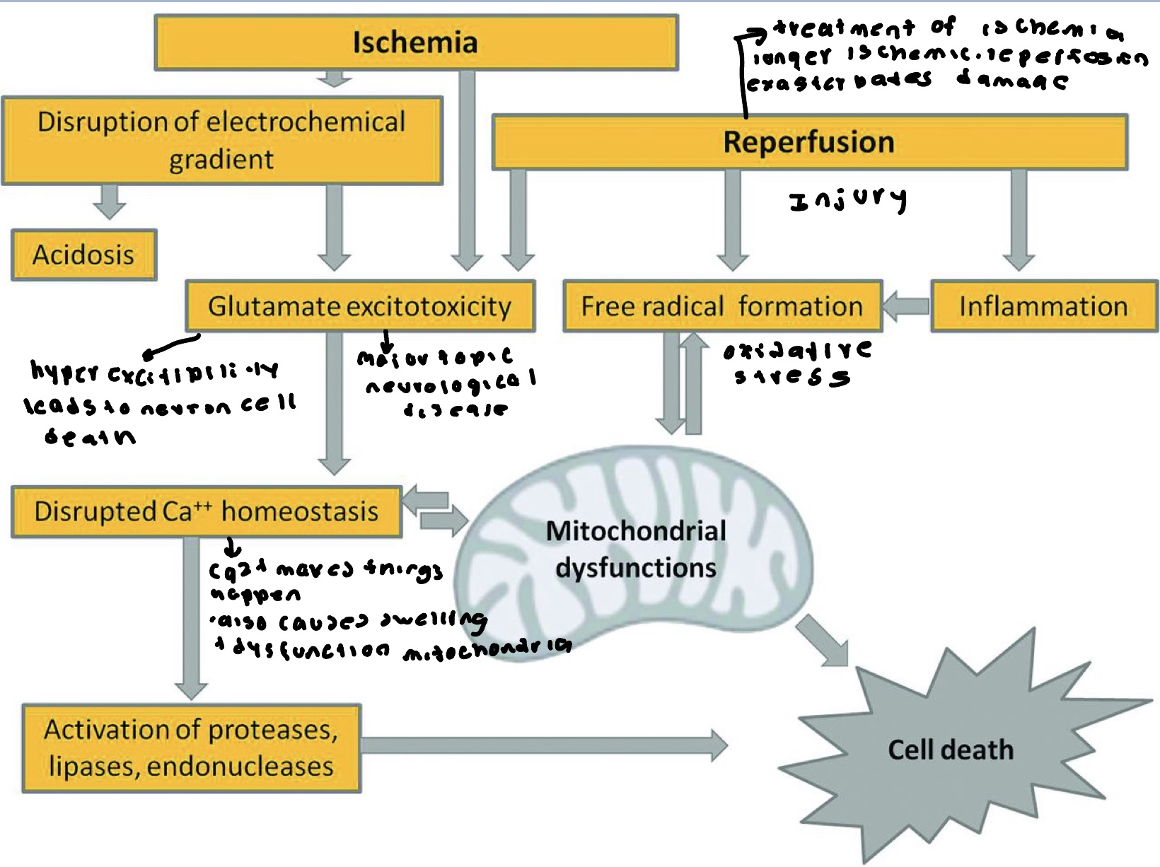 <p>Ischemic stroke- tight time window. Above 6 hours to be able to administer clot busting medication for positive effect. If wait more than 6 hours this occurs. </p>