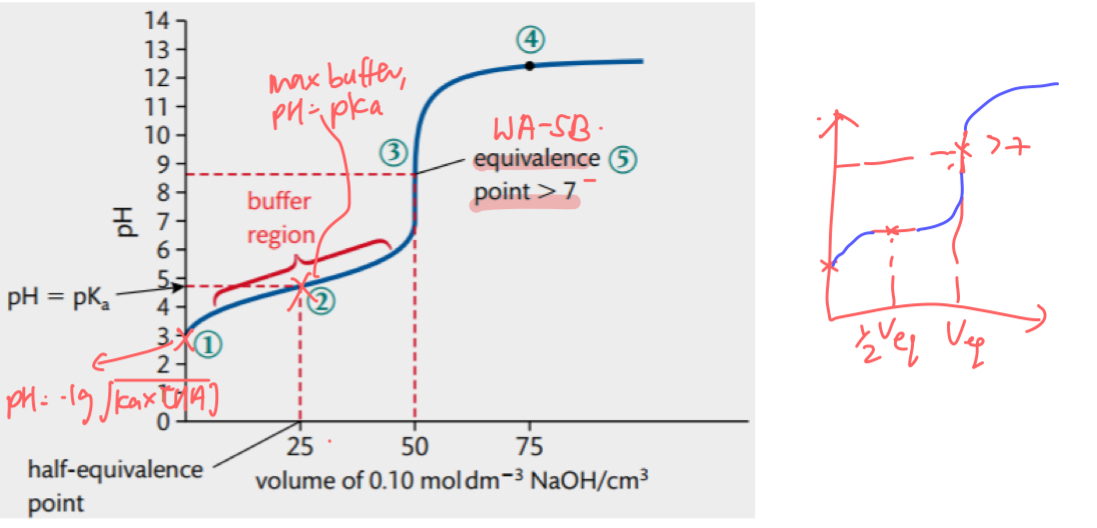 <ol><li><p>high initial pH due to WA</p></li><li><p>pH changes gradually until equivalence point due to acidic buffer</p></li><li><p>very sharp jump in pH at equivalence point → pH @ equivalence point &gt; 7</p></li><li><p>after equivalence point the curve flattens out at high pH due to SB</p></li></ol><p></p>