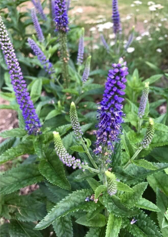 <p>Speedwell</p><p>Full sun</p><p>Cottage garden, pollinator garden</p>