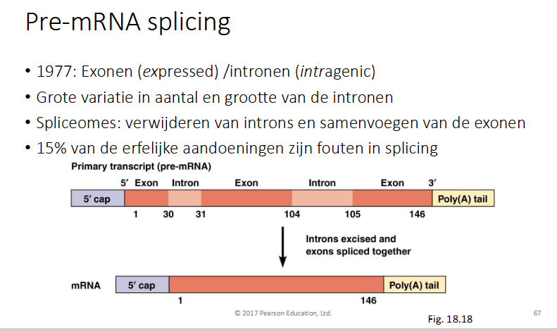 <p>tijdens de transcriptie en ook nog wat erna</p>