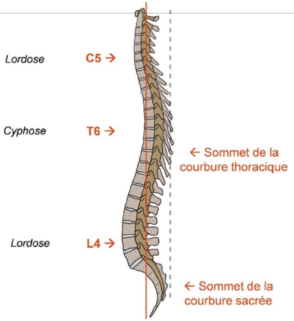 <ul><li><p>rectiligne de face, courbe de profil </p></li><li><p>courbures: </p></li></ul><p>→ cervicale : lordose (concave dorsalement), sommet courbure en C5</p><p>→ thoracique : cyphose (concave ventralement), sommet en T6 </p><p>→ lombaire : lordose, sommet en L4</p><ul><li><p>décubitus dorsal : position allongée sur le dos, points de contact: pôle dorsal du crâne, sommet courbure thoracique, sommet courbure sacrée </p></li></ul><p></p><p></p>