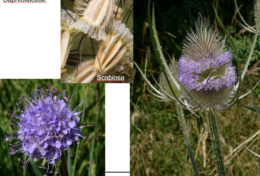 <p>Caprifoliaceae</p>