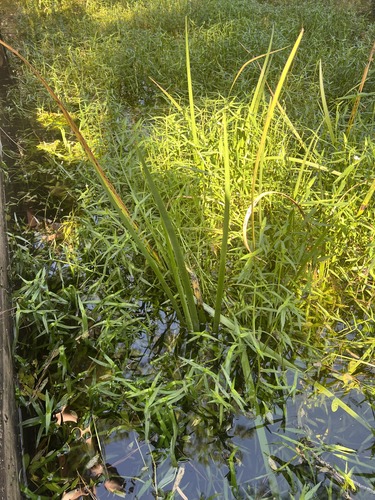 What is this plant?