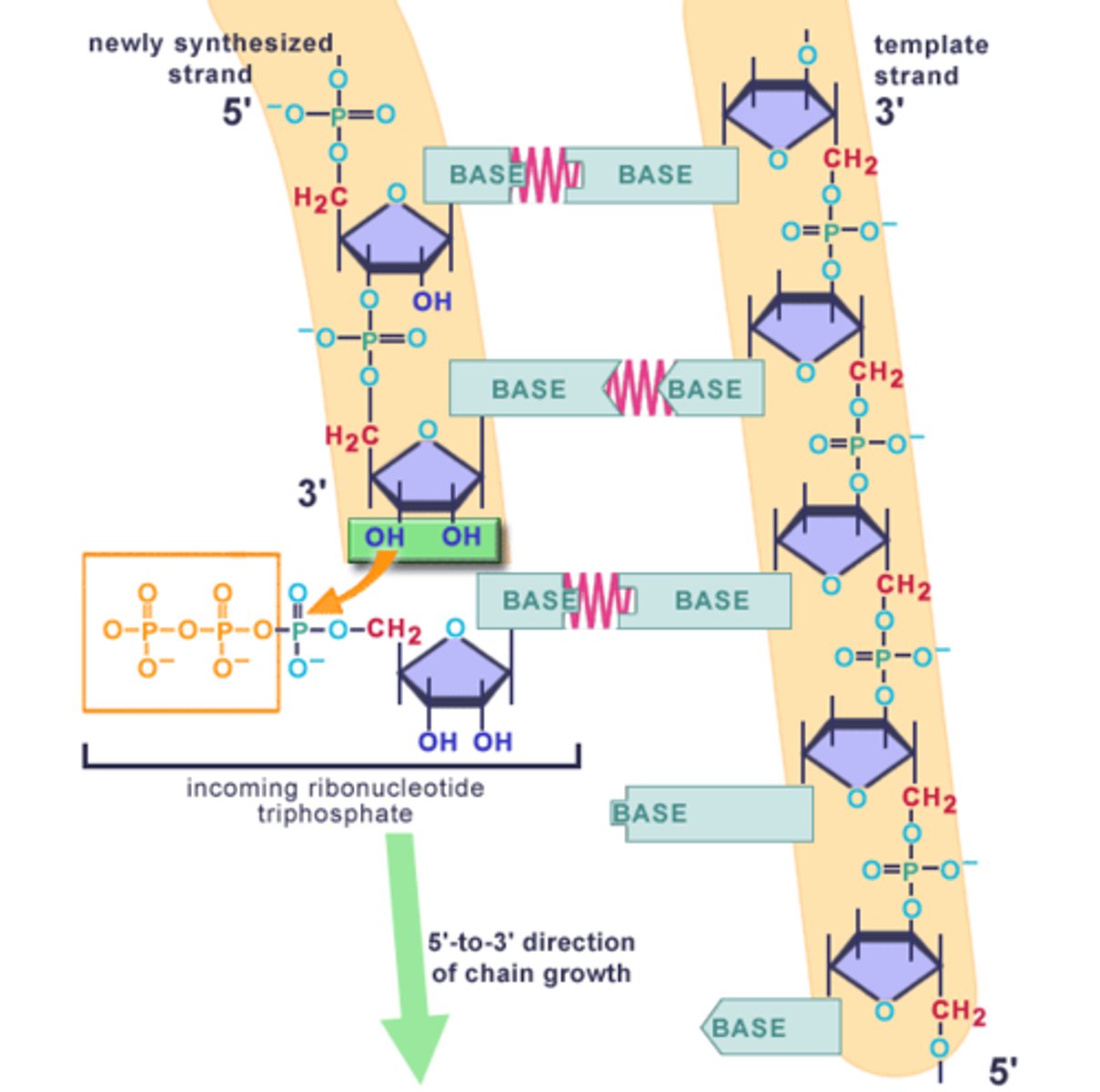 <p>Nucleotide with 3 phosphate groups (nucleotide triphosphate) joins a growing chain</p>