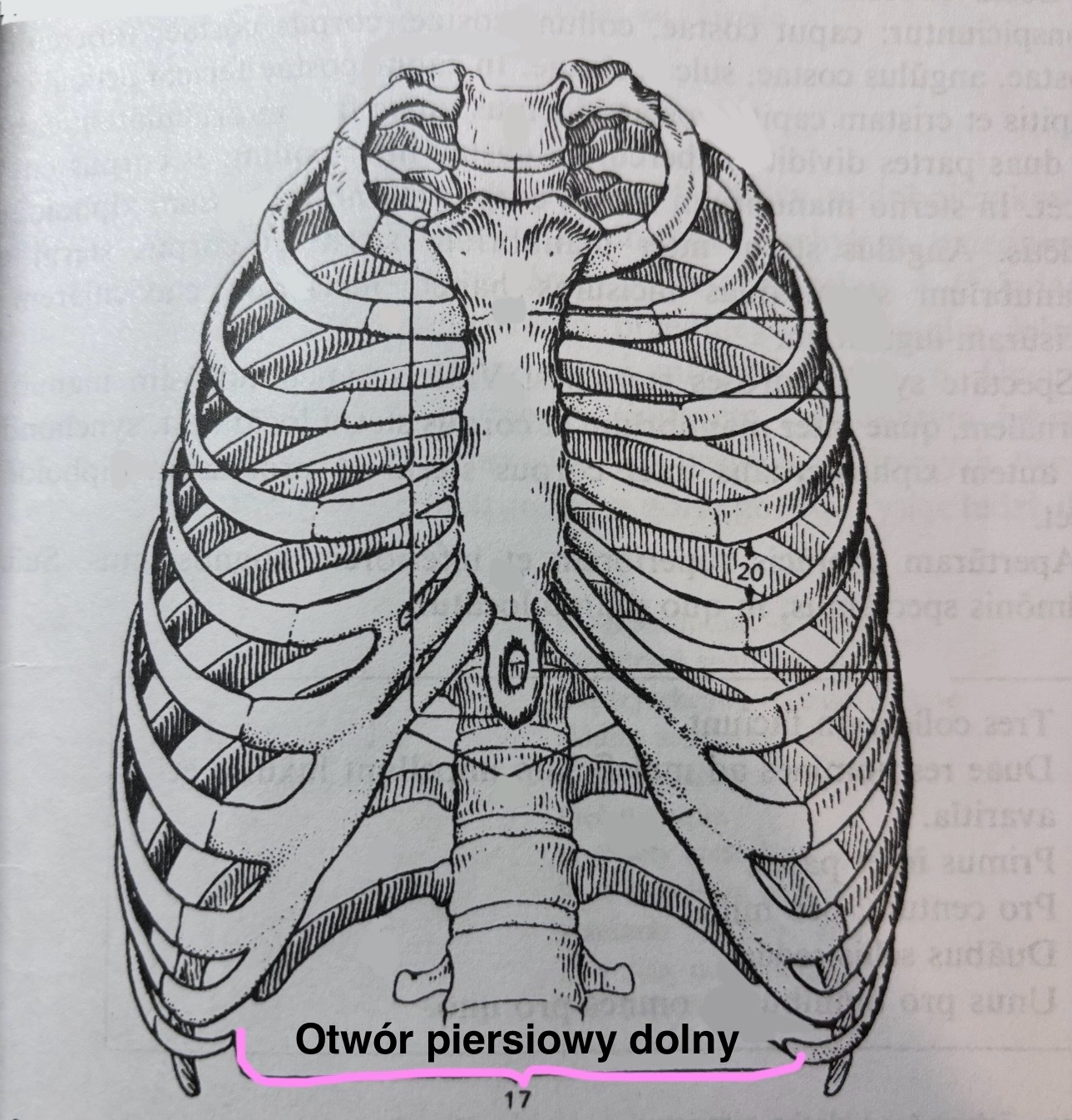 <p>Apertura thoracis inferior</p>