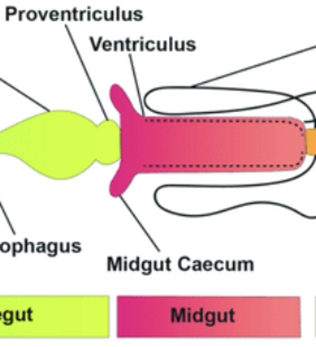 <p>Main site of enzymatic digestion and nutrient absorption.</p>