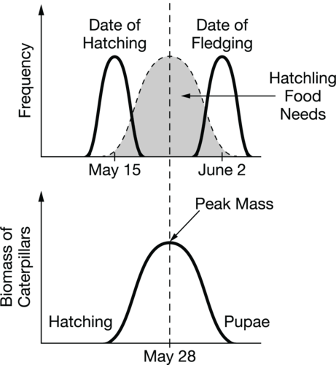 <p>Answer (A): Young European flycatchers hatch from eggs when caterpillar biomass is available for the young birds to consume and convert into energy for growth.<br><br>Explanation: The date of European flycatchers hatching matches the date when the peak biomass of caterpillars is available, ensuring better odds of survival for young flycatchers.</p>