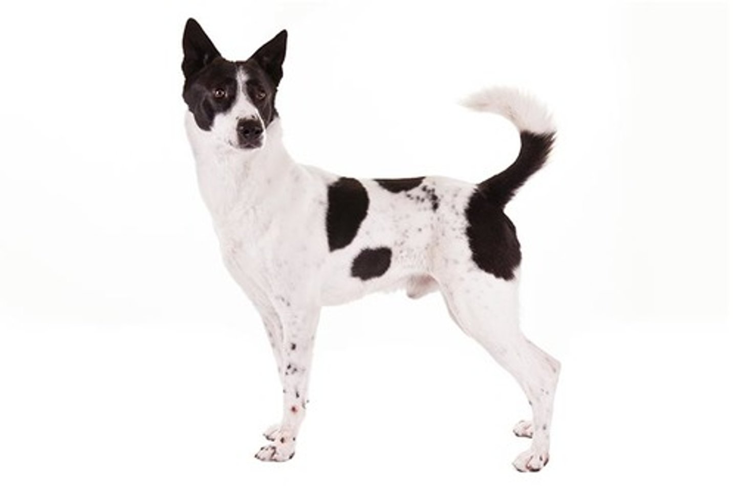 <p>Confident, Alert, Vigilant</p><p>AKC Breed Popularity: Ranks 181 of 194</p><p>Height: 20-24 inches (male), 19-23 inches (female)</p><p>Weight: 45-55 pounds (male), 35-45 pounds (female)</p><p>Life Expectancy: 12-15 years</p><p>Group: Herding Group</p>