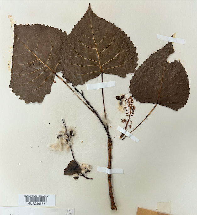 <p>Family? Genus?</p>