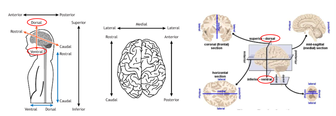 <p>Dorsal (where) and ventral (what)</p>