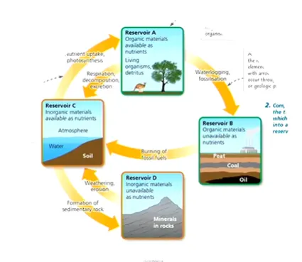 <ul><li><p>biological and geological processes (= biogeochemical cycles)</p></li><li><p>largely driven by decomposers - as these processes occur in the soil (a critical store of nutrients &amp; resoiver nutrients pass through - plants get most of their nutrients from here via roots (water &amp; nutrients), which passes on to the rest of the ecosystem)</p></li><li><p>they largely determine the rate of nutrient cycling, therefore rates can differ in different ecosystems (depending on decomposition rates) - as this requires water &amp; warmth for efficiency</p></li><li><p>e.g. tundra (takes decades) vs tropical forests (takes 1-2 years)</p></li><li><p>also depends on the rate of absorption by the plants (therefore the type of lifestyle they are adapted to, for specific nutrients needed)</p></li></ul><p>(general model)</p><ul><li><p>processes move chemicals between organic (available to organisms) and inorganic (inavailable to ecosystems at that point in time)</p></li><li><p>Reservoir A = organic material, available as nutrients (e.g. nutrients in living organisms, detritus)</p></li><li><p>conveted to B via watterlogging &amp; fossilisation</p></li><li><p>converted to A via respiration &amp; decomposition &amp; excretion</p></li><li><p>Reservoir B = organic material, unavailable as nutrients (e.g. fossil fuels, layered in the earth)</p></li><li><p>converted to C via fossil fuel burning</p></li><li><p>Reservoir C = inorganic materials available as nutrients (e.g. nutrients in atmosphere, water, soil)</p></li><li><p>converted to D via weathering &amp; erosion&nbsp;<br>converted to A via nutrient uptake &amp; photosynthesis</p></li><li><p>Reservoir D = inorganic materials unavailable as nutrients (e.g. minerals in rocks)</p></li><li><p>converted to C via formation of sedimentary rock</p></li></ul><p></p>