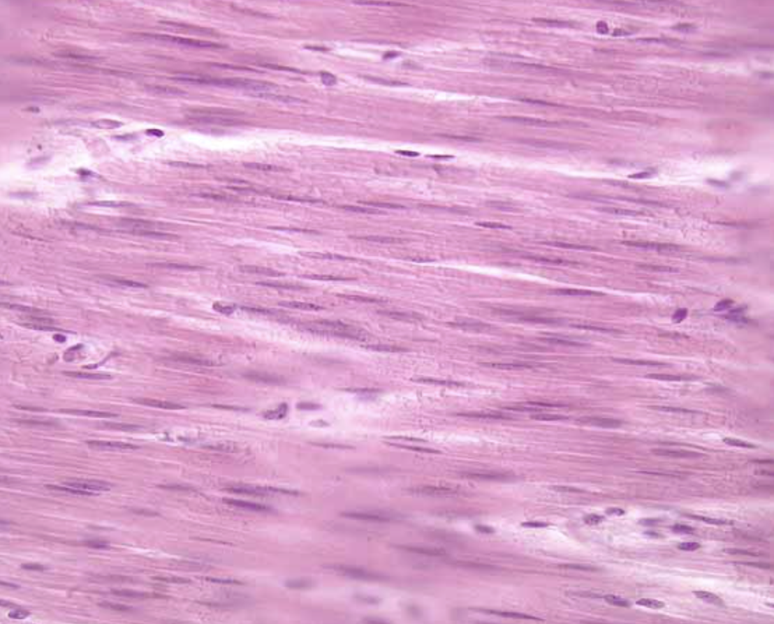 <ol><li><p>What tissue is this?</p></li><li><p>Where can it be found?</p></li><li><p>What is its function?</p></li></ol><p></p>