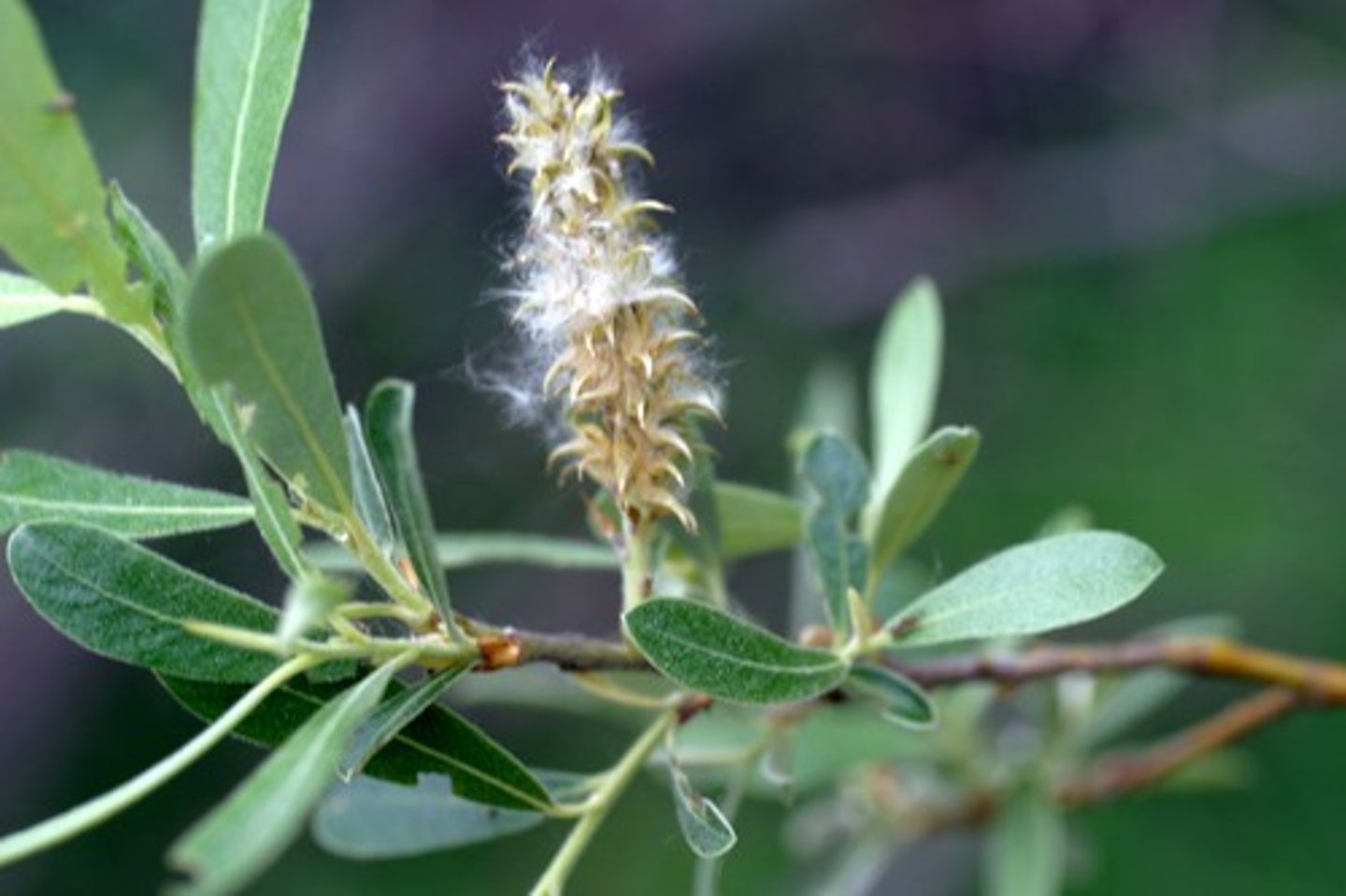 <p>Salix lasiolepis (riparian)</p><p>Leaves: Long, lance-shaped, alternate with serrated margins.</p><p>Flowers: Catkins; early-season pollinators visit.</p><p>Use: Basket weaving by Native Americans.</p>