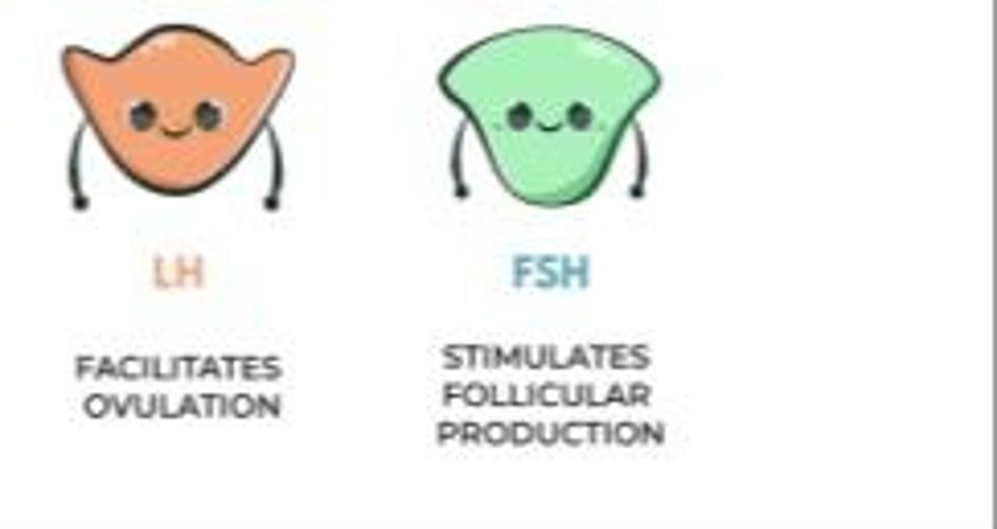 <p>Triggers ovulation and corpus luteum formation.</p>