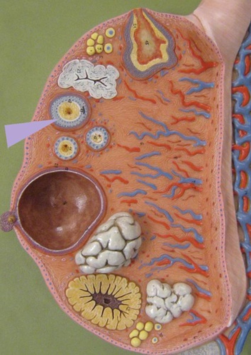 <p>has a fluid-filled space between granulosa cells that coalesces to form a central antrum</p>