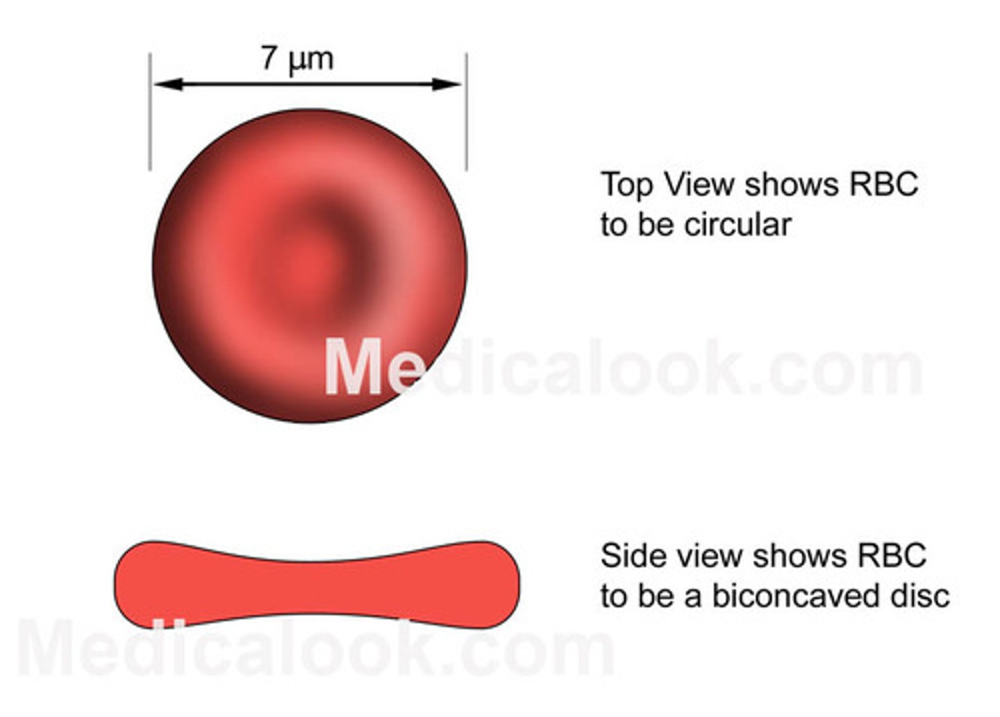 <p>no cell nucleus</p><p>-transports oxygen</p><p>-oxygen attaches to iron located in the HEMOGLOBIN PROTEINS</p>