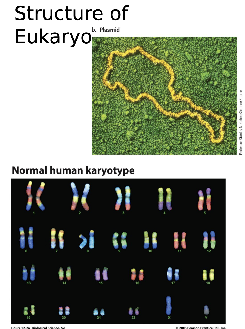 <p>Structure of Eukaryote (3) vs. Prokaryote Genome (2)</p>