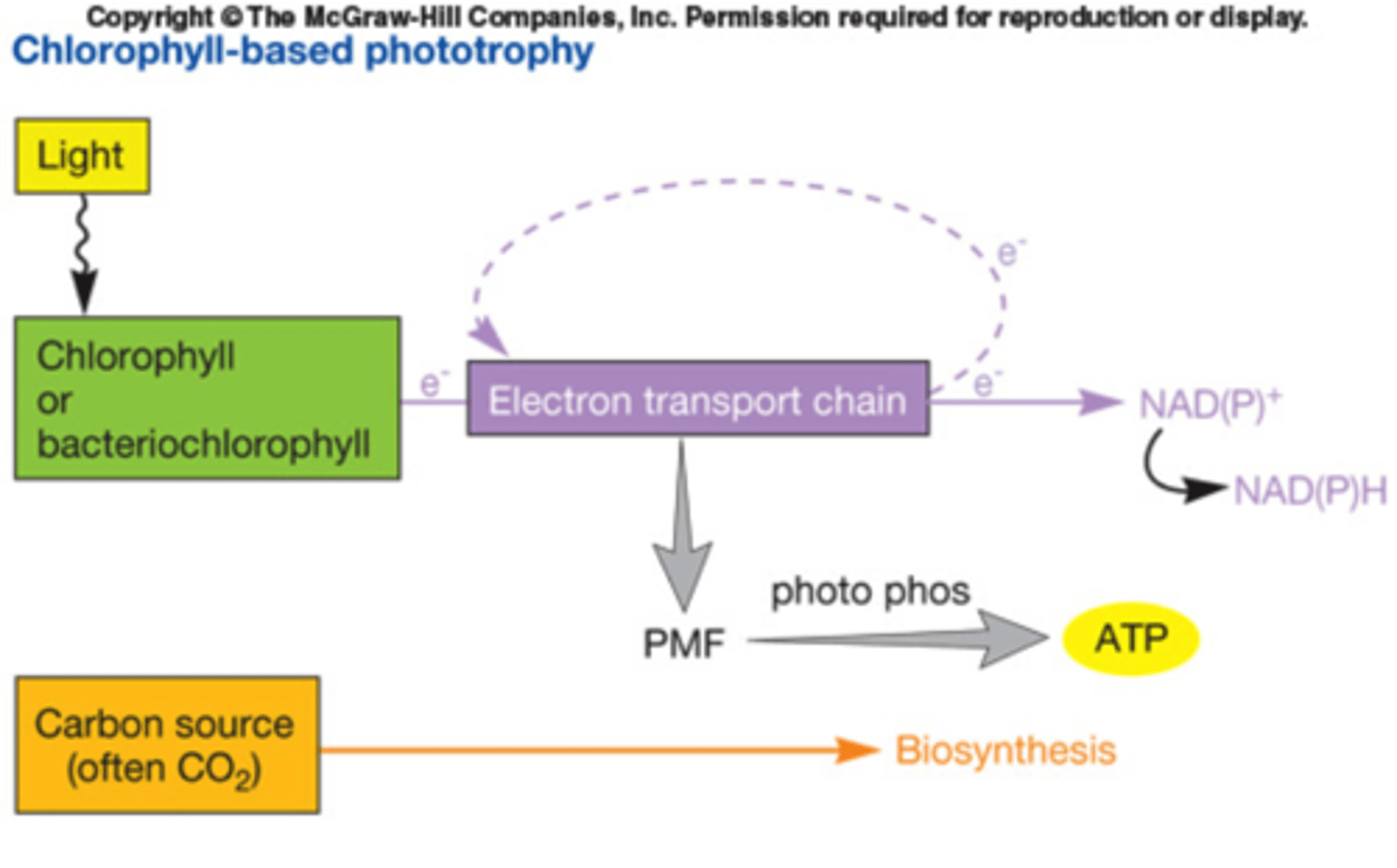 <p>Cyclic photosynthetic electron transport:</p><p>-Using 2-4 quanta of light</p><p>-1 ATP is generated</p><p>-No oxygen formed</p><p>-Only PS I used</p><p>-No reducing power generated-- NADPH NOT formed</p>