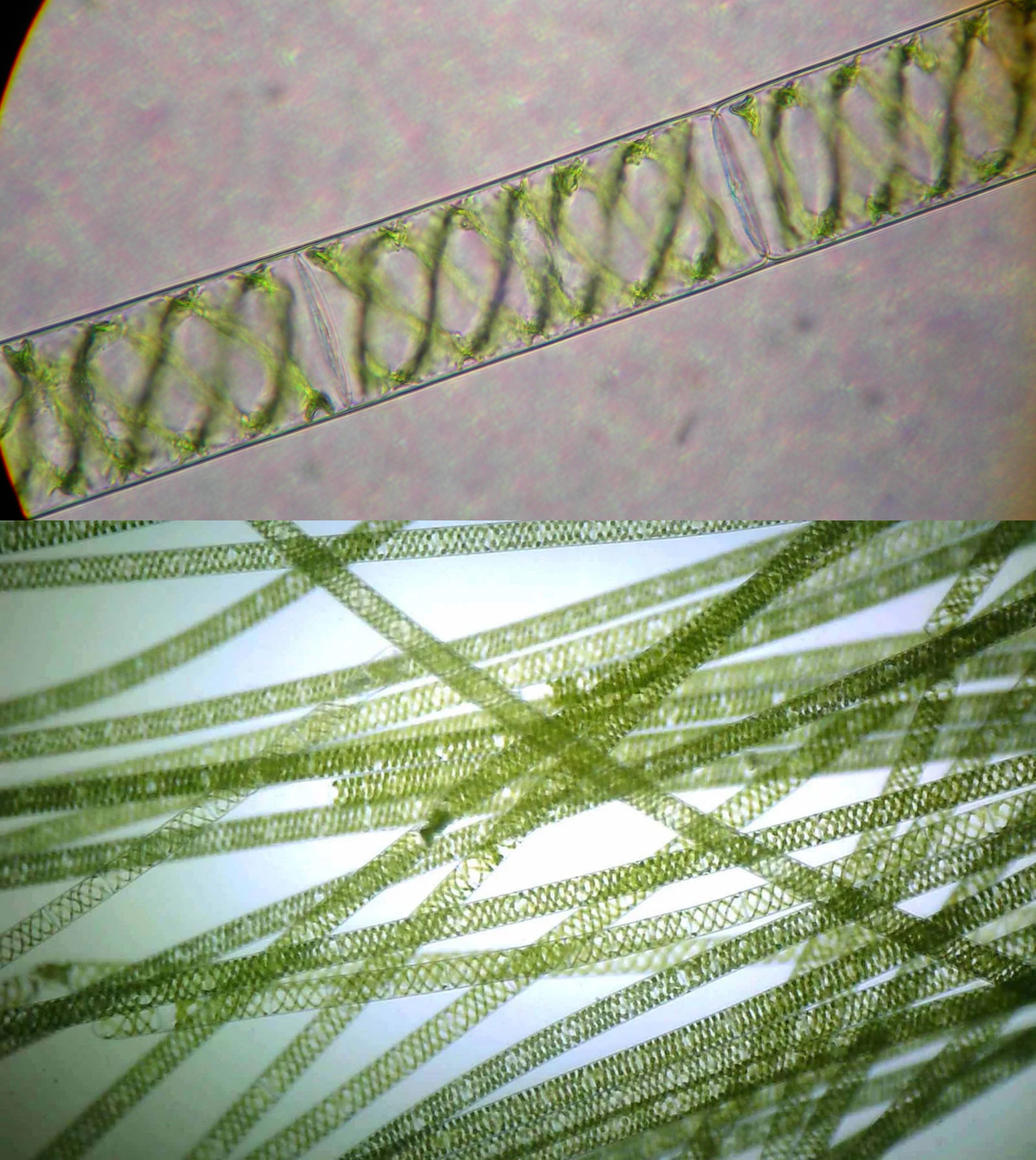 <p>Identify Domain, Major Clade, Kingdom? Clade, Group?, Genus?</p>