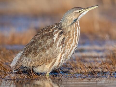 <p>Cryptic brown heron that freezes with bill up when startled.</p>