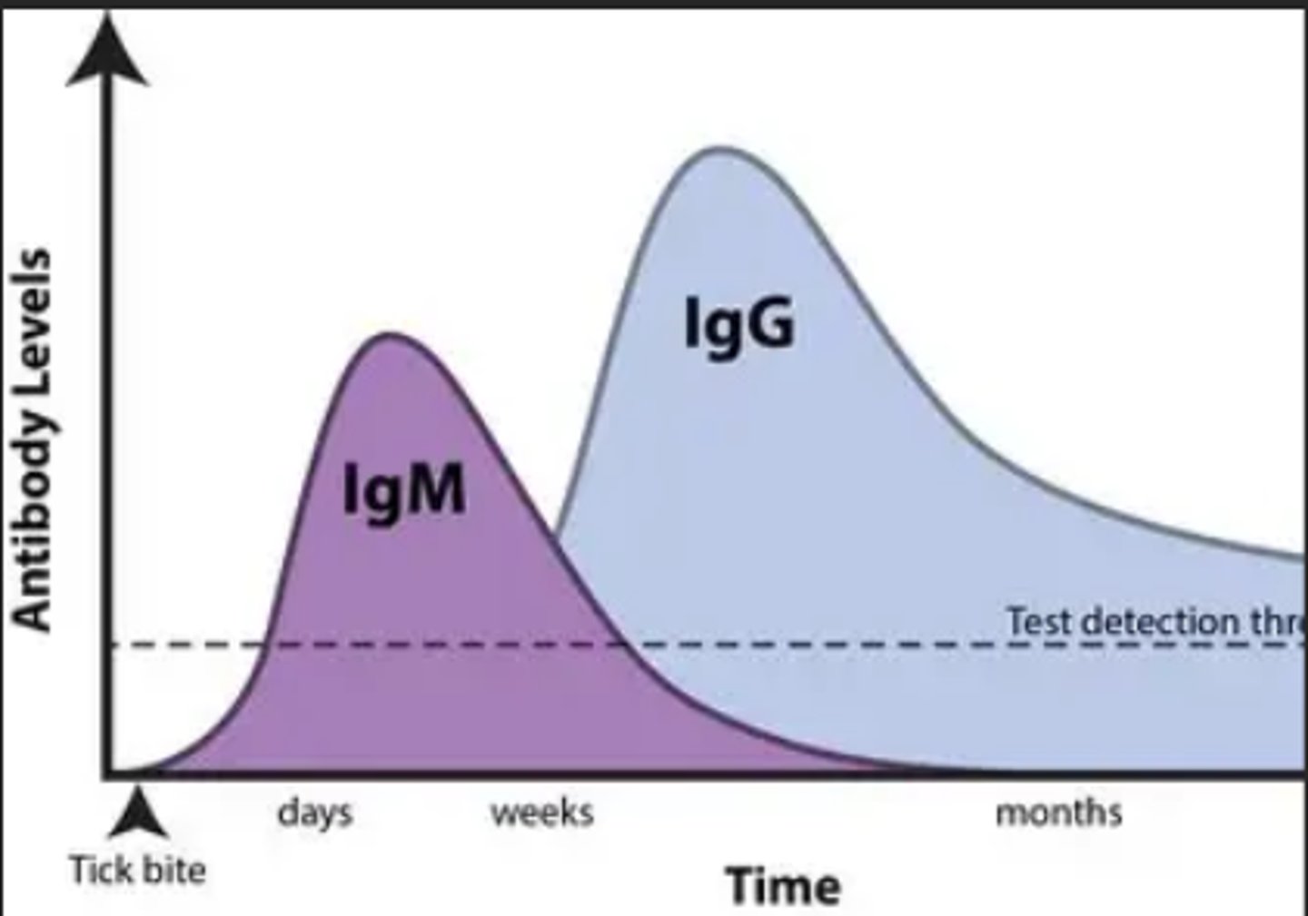<p>IgG- is small, can cross the placenta, appears after IgM as a secondary response, and it is produced first in the second response. (warm)</p><p>IgM- large, cannot cross the placenta, appears first after initial exposure then second on second exposure. (Cold)</p>