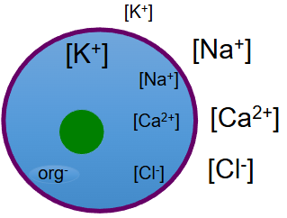 <ul><li><p>large negatively charged proteins that are non-diffusible and remain inside the cell</p></li></ul><p></p>