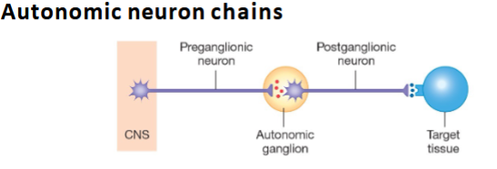<p>Acetylcholine (ACh).</p>