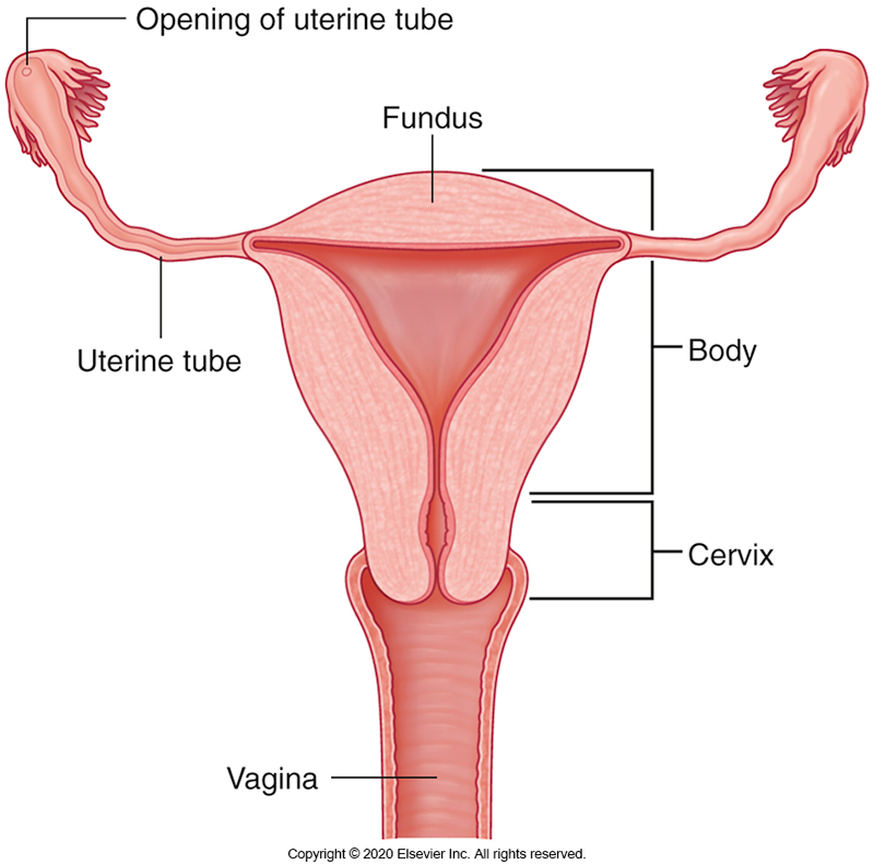 <p>1) Opening of the uterine tube</p><p>2) Uterine tube</p><p>3) Fundus</p><p>4) Body</p><p>5) Cervix</p><p>6) Vagina</p>