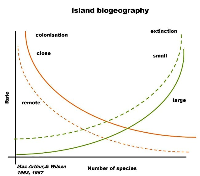 <p>theory of island biogeography</p>