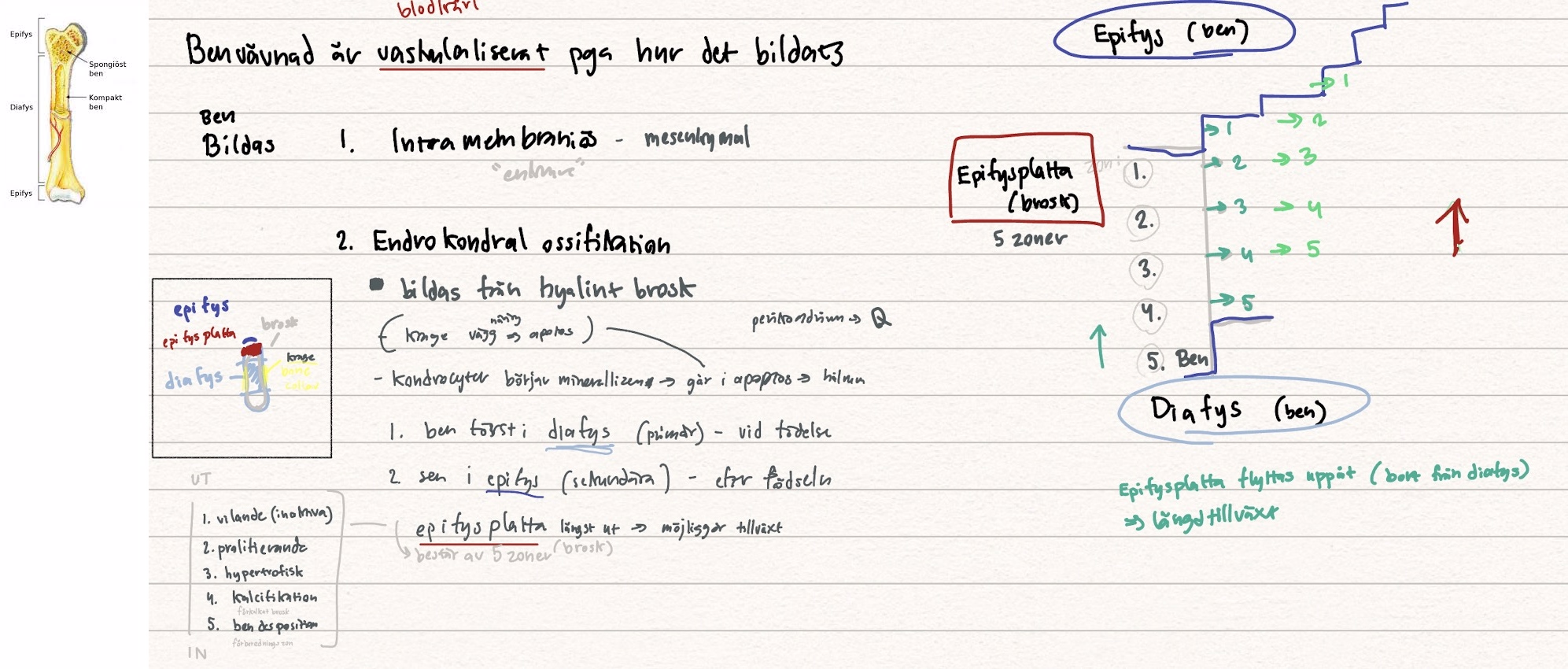 <p><strong>Endokondrial ossifikation</strong> innan födsel:</p><ol><li><p><strong><mark data-color="yellow" style="background-color: yellow; color: inherit">Perikondrium</mark></strong> utvecklas till ett <strong><mark data-color="yellow" style="background-color: yellow; color: inherit">periosteum</mark></strong> och bildar en <mark data-color="yellow" style="background-color: yellow; color: inherit">bone collar (krage) runt diafysen</mark></p></li><li><p>Samtidigt blir <mark data-color="blue" style="background-color: blue; color: inherit">kondrocyterna</mark> förstorade och börjar <strong><mark data-color="blue" style="background-color: blue; color: inherit">kalcifiera</mark></strong><mark data-color="blue" style="background-color: blue; color: inherit"> omgivande matrix</mark></p></li><li><p><mark data-color="red" style="background-color: red; color: inherit">Kondrocyterna dör</mark> pga kragen som förhindrar difffusion av näring och lämnar kvar <strong><mark data-color="red" style="background-color: red; color: inherit">hålrum</mark></strong></p></li><li><p><mark data-color="purple" style="background-color: purple; color: inherit">Ostegetiska</mark> och <mark data-color="purple" style="background-color: purple; color: inherit">hemapoetiska</mark> celler tar sig in hålrummen och tar med sig <strong><mark data-color="purple" style="background-color: purple; color: inherit">blodkärl och nerver</mark></strong></p></li><li><p>Osteogeniska celler differentierar till <strong><mark data-color="green" style="background-color: green; color: inherit">osteoblaster</mark></strong> och tillverkar ben och hemapoetiska celler blir <strong><mark data-color="green" style="background-color: green; color: inherit">osteoklaster</mark></strong></p></li></ol><ul><li><p>Bildas från hyalint brosk</p></li><li><p>Kondrocyter börjar mineralisera → apoptos pga krage - ingen näring → hålrum)</p></li><li><p>Primär - diafys, vid födsel</p></li><li><p>Sekundär - epifys, efter födsel</p></li></ul><p></p>